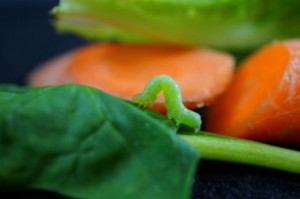 0620-VEGGIE-looper43-med-310x206
