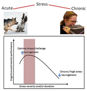acutevschronicstress350