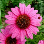 echinacea-extract