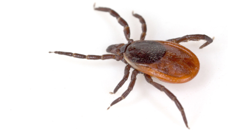 tick-image