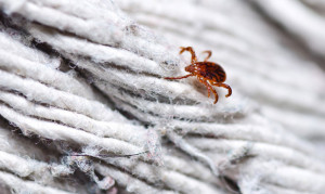 tick_yarn_1170-770x460